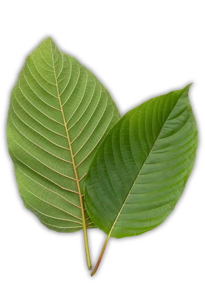 kratom leaves